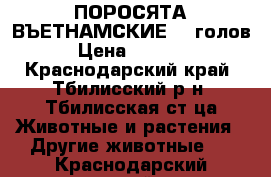 ПОРОСЯТА ВЪЕТНАМСКИЕ  7 голов › Цена ­ 2 000 - Краснодарский край, Тбилисский р-н, Тбилисская ст-ца Животные и растения » Другие животные   . Краснодарский край